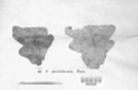 Mycosphaerella punctiformis image